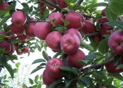 Что такое спуровые сорта яблок