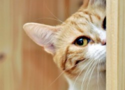 Почему кот-кастрат пристает к кошке