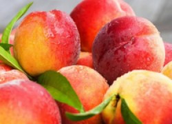 Выращивание персика в северных широтах