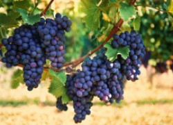 Все секреты виноградных почек