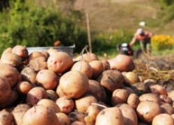 8 советов, которые помогут вырастить небывалый урожай картофеля
