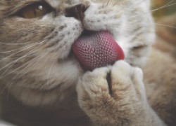 Ученые обратили внимание на язык кошки
