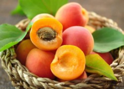 6 лучших сортов абрикосов для средней полосы