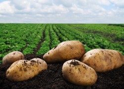 Зола – идеальное удобрение для картофеля