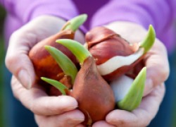 Как сохранить саженцы и луковицы до весны