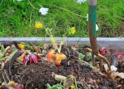 Основные секреты подкормки растений компостом
