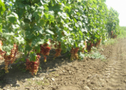 Прожиточный минимум виноградаря: выбор сорта