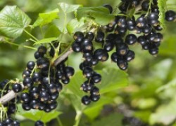 Как получить устойчивые урожаи черной смородины