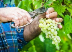 Как выбрать сорт винограда
