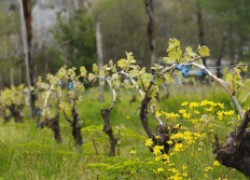Восстановление замерзшего куста винограда
