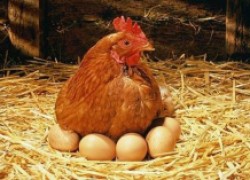 Счастливые куры – вкусные яйца