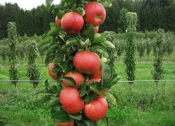 Особенности выращивания колонновидных яблонь