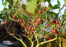 Цифомандра – томатное дерево