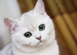 Пиометра у кошки