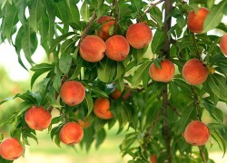 Секреты выращивания персиков