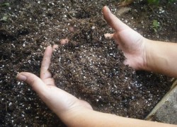 Как бороться с кислой почвой под вишней