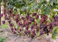 Супернагрузка урожаем винограда: реальность?