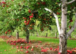 Сорта плодовых деревьев, устойчивых к иссушению