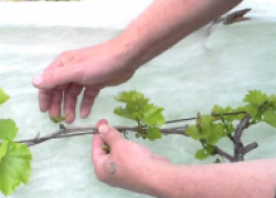 Как размножить виноград зелеными отводками