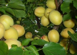 Шалах − изысканный сорт абрикосов с ананасовым вкусом