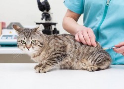 Какие прививки нужно делать кошке