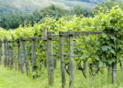 Что делать в первый год посадки винограда