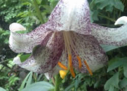 Лилия сорта Ланкон: цветок, перед которым можно встать на колени