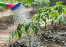 Жара и урожай – как помочь овощам пережить лето