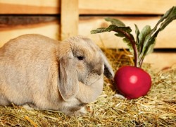 Можно ли давать кроликам свеклу?