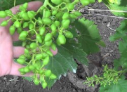 Удобрение винограда кальцием