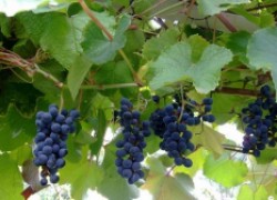 Как сохранить амурский виноград? Вымерзает!