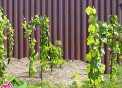 Система удобрений винограда