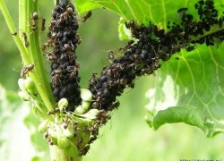 Сода и сахарная пудра — новое средство в борьбе с муравьями