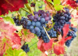Почему осыпаются листья у винограда