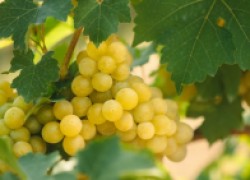 Жемчужные железы у винограда