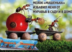 Мой несложный способ борьбы с муравьями