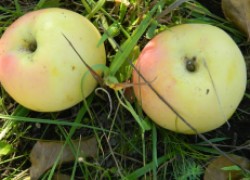 Яблоня богатырь – достойная замена симиренко