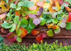 Почему покраснели листья на землянике