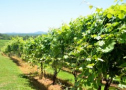 Северное виноградарство 