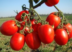 Самые лежкие сорта помидоров в средней полосе