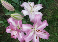 Лилия-мутант марлен радует глаз сотней цветков