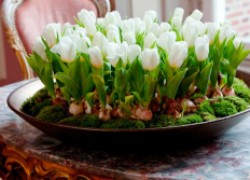 Как вырастить тюльпаны, нарциссы, гиацинты и мускарики к Новому году