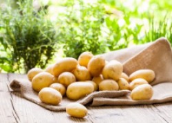 Болезни картофеля: время осматривать клубни