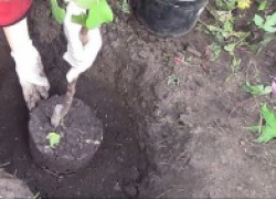 5 правил посадки яблонь на глинистой почве