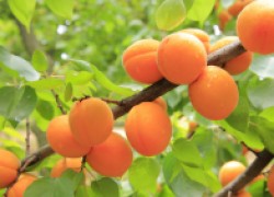Гибнут абрикосы