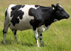 Отправляем корову в декрет