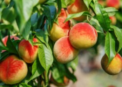 Почему гниют персики