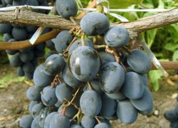 Почему усыхают гребни у винограда: причины и способы борьбы
