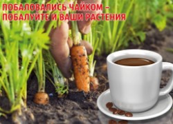 Побаловались чайком – побалуйте им и ваши растения