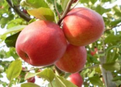 Какие сорта яблок хранятся до весны